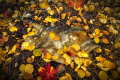   Yellow Ray Fall Stingrays often conceal themselves under sand coral heads anything they hide predators. This image used aspen leaves reference how name animal Stingray. predators Stingray  